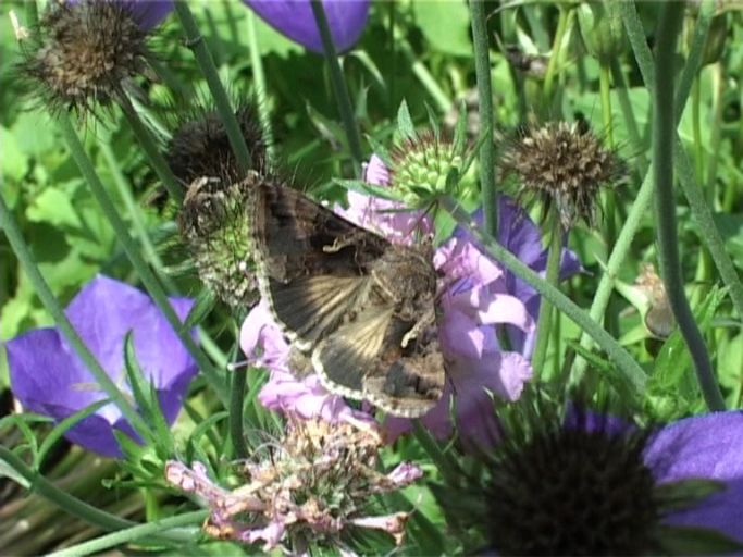 Gammaeule ( Autographa gamma ), auf Skabiose : Moers, in unserem Garten, 22.07.2009